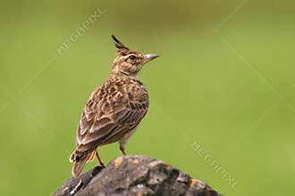 Malabar crested lark