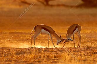 Fighting springbok antelopes