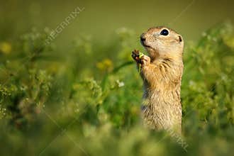 Ground squirrel standing waist-deep in the grass and holds in paws a flower