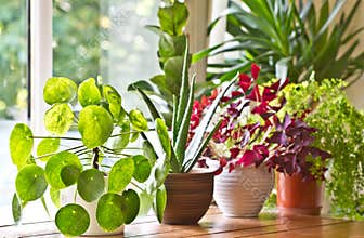 Houseplants display. House plants or indoor plants