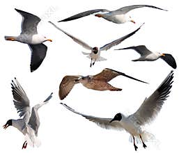 Flying seagulls