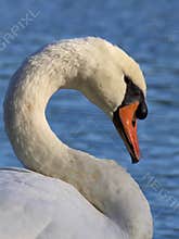 Mute Swan