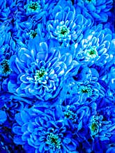 Blue chrysanthemum