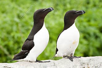 Razor-Billed Auks