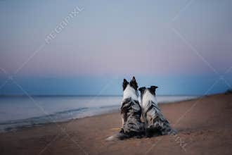 Two border collie on the sea