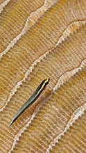 Mobile phone wallpaper; goby desert background