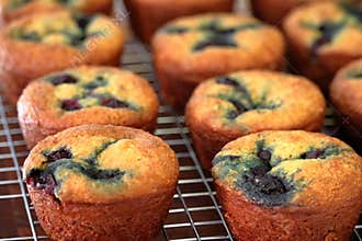 Fresh Orange Blueberry Muffins