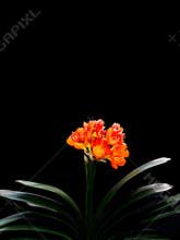 Clivia miniata, flower wallpaper