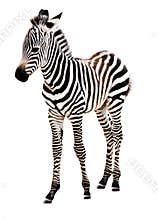 Adorable Baby Zebra standing.