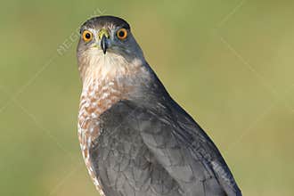 Coopers Hawk Accipiter cooperii