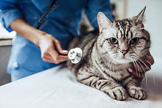 Doctor veterinarian at clinic