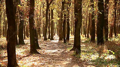 Oak grove in autumn sunlight
