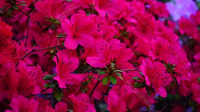 Pink and red flowers blossoming in garden.
