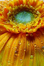 Macro of Gerbera flower wallpaper