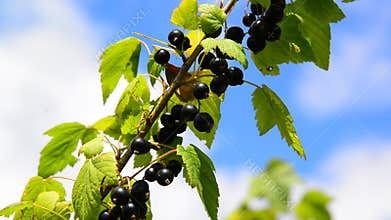 Branch of black currant with ripe berries in wind