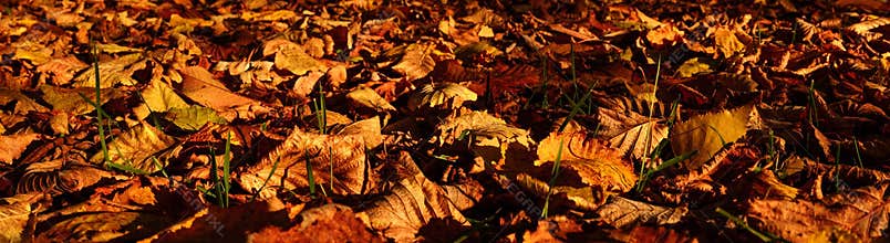 Horizontal Banner of autumn leaves