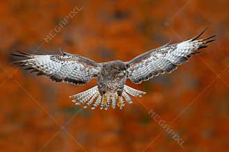 Flying bird Buzzard hawk with blurred orange autumn tree forest in background. Wildlife scene from nature. Bird in fly. Hawk in th