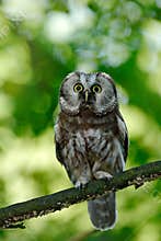 Boreal owl, Aegolius funereus, sitting on the tree branch in green forest background. Owl hidden in green forest vegetation. Bird