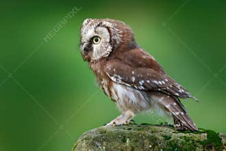 Boreal owl, Aegolius funereus, sitting on larch stone with clear green forest background. Forest bird in the nature habitat. Small