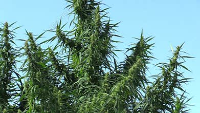 Cannabis for the cultivation of marijuana, illegal