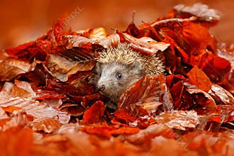 Autumn orange leaves with hedgehog. European Hedgehog, Erinaceus europaeus, on a green moss at the forest, photo with wide angle.