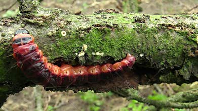 Goat moth Cossus cossus caterpillar, big red worm, eating bast