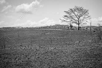 Black white tree