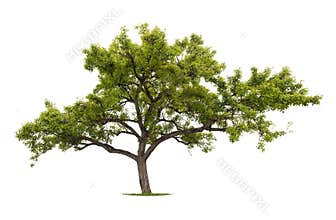 Isolated tree