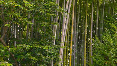 Bench in bamboo grove.