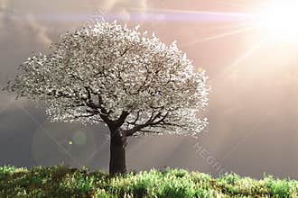 Cherry Tree with God rays