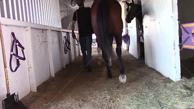 Leading a thoroughbred racing horse out of the barn