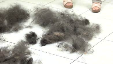 Dog hair on the floor.