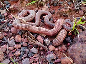 Giant worm