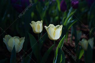 Sun light on yellow tulip