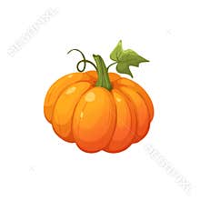 Pumpkin vector illustration