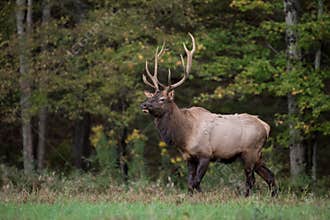 Bull Elk