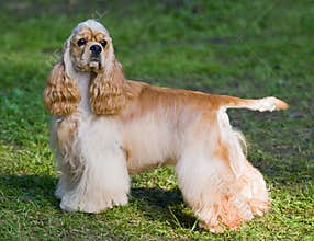 American cocker spaniel