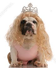Ugly dog dressed as a princess