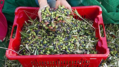 Woman dropping olives from hands to plastic box. Olive oil production, harvest in autumn. Taggiasca cultivar, Liguria, Italy. Slow
