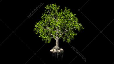 Timelapse oak tree growing, blossoming and seasoning, against black