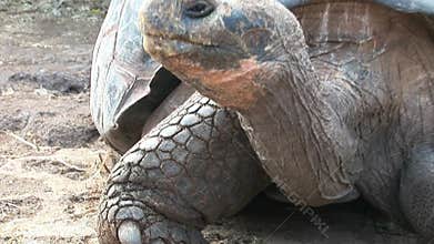 Lonely George is world famous tortoise turtle 400 years old in Galapagos.