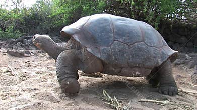 Lonely George is world famous tortoise turtle 400 years old in Galapagos.