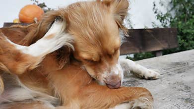 Dog scratching ear with paw