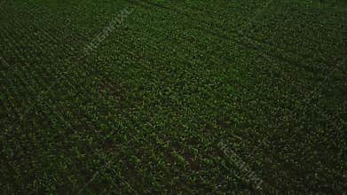 Aerial footage, establishing shot of a green field. Camera raises up. 4k video of leguminous plants field. Drone flies