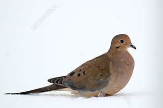 Mourning Dove in Snow