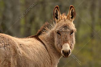 Miniature Donkey