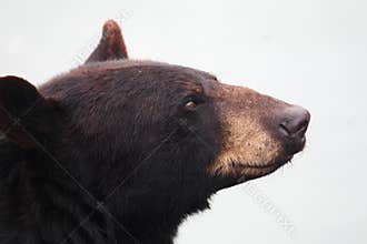Black bear