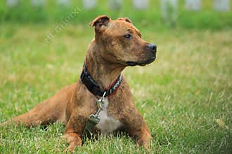 Staffordshire bull terrier