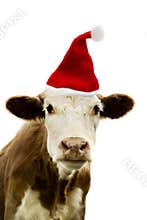 Christmas Cow