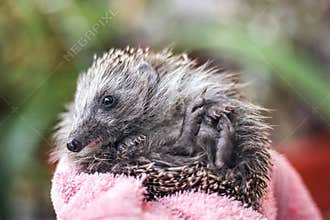 Portrait of a funny hedgehog laying on his back. Young charming spiny european hedgehog erinaceus albiventris on hand.